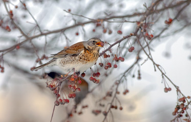  Fieldfare sitting in a tree