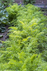 green tops of carrots in the garden