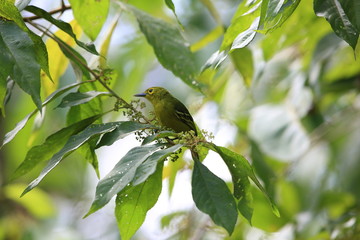Green iora (Aegithina viridissima) in Sabah, Borneo