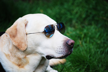 Yellow Labrador Retriever dog wearing sunglasses.