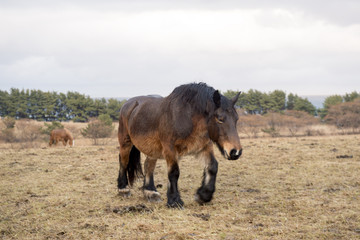 寒立馬