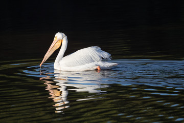 American white pelican