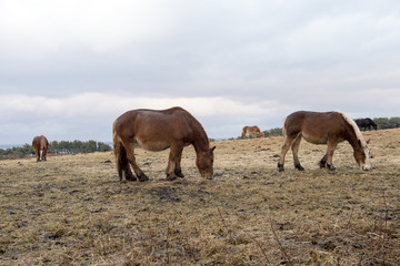 Fototapeta premium 寒立馬