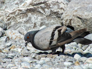 Dove against the background of stones