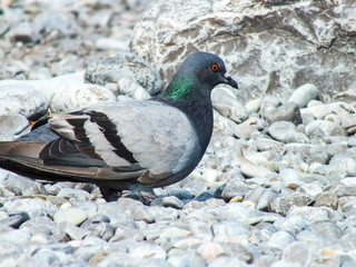 Dove against the background of stones