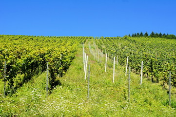Fototapeta premium grüne Weinberge im Sommer im an den Hängen des Moseltals 