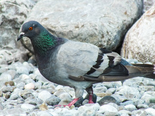 Dove against the background of stones