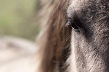 closup of a the head of a konik horse