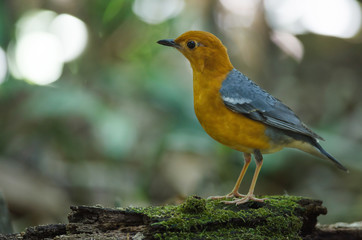Orange-headed thrush (Geokichla citrina)