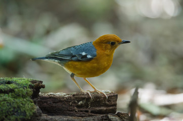 Orange-headed thrush (Geokichla citrina)