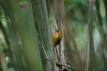 White-browed piculet male in the nature.