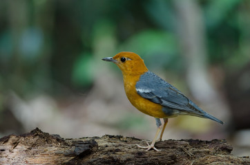 Orange-headed thrush (Geokichla citrina)