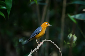 Orange-headed thrush (Geokichla citrina)