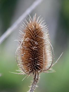 Kardendistel