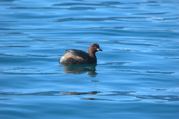 Zwergtaucher im Wasser
