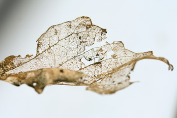 Remainings of a leaf decomposed during winter - torn vein structure on white  background