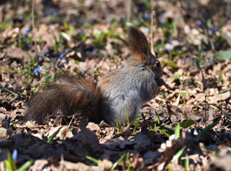 Naklejka na ściany i meble Red squirrel staying at the park view from back