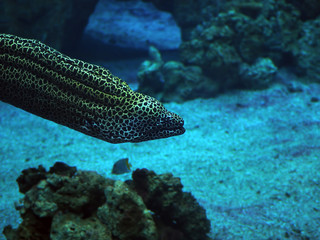 Murena spotted sea snake at the deep blue ocean near the corals close-up