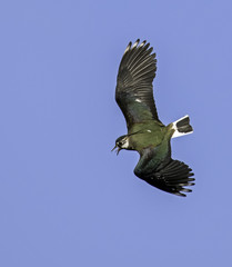 Lapwing in flight