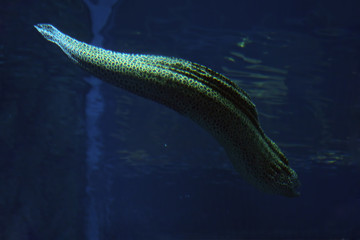 Murena spotted sea snake at the deep blue water near the corals close- up sweaming away