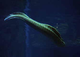 Murena spotted sea snake at the deep blue water near the corals close up sweaming away