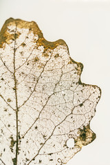 Golden leaf partially decomposed during winter - vein structure on white  background