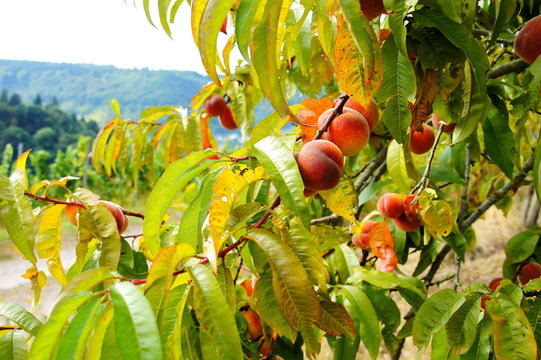 Zweige mit fast reifen Weinbergpfirsichen in den Weinbergen von Enkirch an der Mosel
