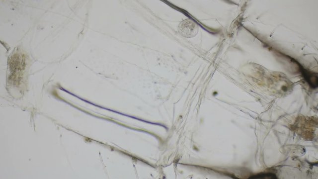 Paramecium ciliates under the microscope in 4k