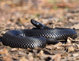 Black snake at the forest at the leaves curled up in the ball view fromright side
