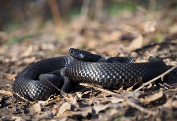Black snake at the forest at the leaves  view from right side