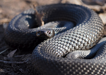 Black snake at the forest at the leaves  curled up in the ball looking at camera