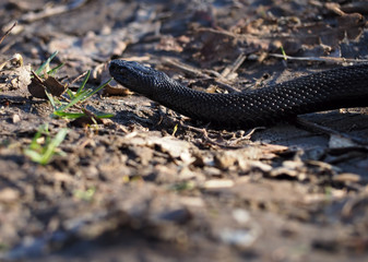 Black snake at the forest at leaves creeps away