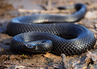 Black snake at the forest at leaves creeps to camera