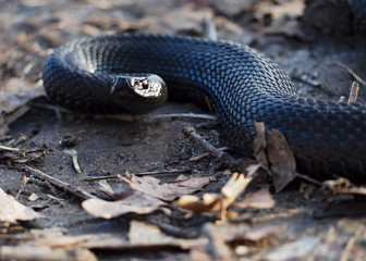 Black snake at the forest at leaves creeps and looking at camera