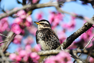 桃の花に囲まれるツグミ