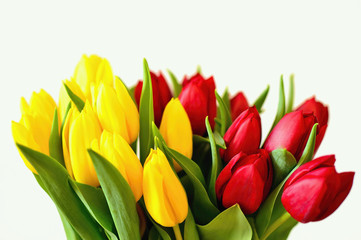 Beautiful red and yellow tulips on white background. Fresh blooming petals. Celebrate bouquet.