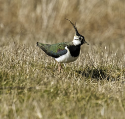 Lapwing