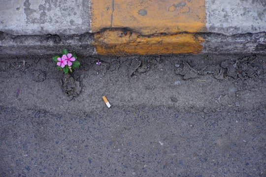 Pink Flower On Street. Flower Grow On Asphalt.