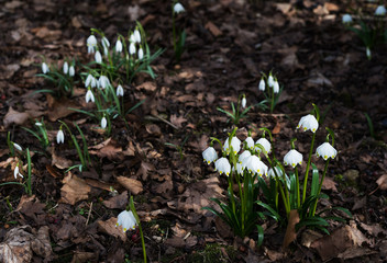 First spring flower white snowdrop and snowflake growing together in forest park detail 