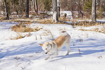 Japanese Akita dog walks in a forest in the winter through a snowdrift among trees.