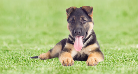 Shepherd puppy lies on the green grass