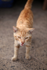 funny red cat