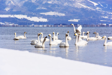 猪苗代湖の白鳥の群れ