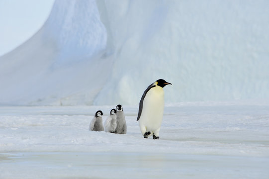 Emperor Penguins With Chick