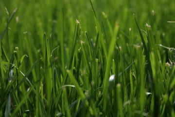 green grass