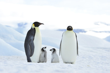 Obraz na płótnie Canvas Emperor Penguins with chick