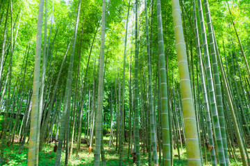 里山の竹林