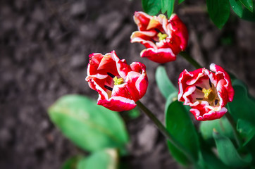 Flowering tulips on a flowerbed in a garden in the spring