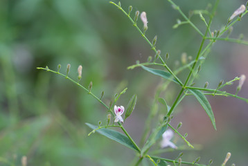 Herb plant anti virus,Andrographis paniculata plant