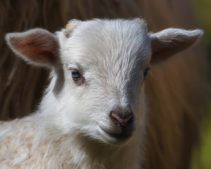 German white horned heath lamb